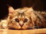 猫咪突然喝很多水是什么原因?有可能是这几个原因!