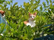 猫咪眼睛浑浊是什么原因?猫咪眼睛的疾病!