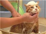 猫咪对水特别恐惧拒绝洗澡怎么办?怎么训练猫不怕水?