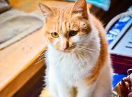猫咪耳朵发臭是什么原因?猫咪耳朵构造及外耳炎治疗!