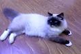 养布偶猫需要很大的房子吗？