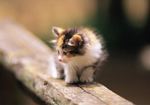 猫咪是不是真的很难训练,猫咪训练方法!