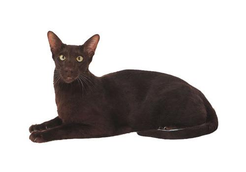 哈瓦那猫的训练注意事项有哪些?新手养猫指南!