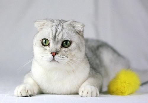 如何改变猫咪夜游的习惯?纠正猫咪夜游症!