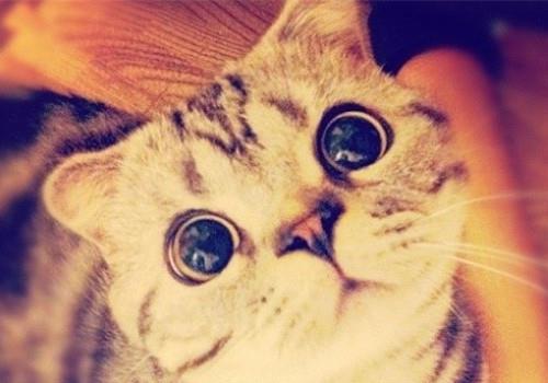 如何训练猫咪不乱撒尿?纠正猫咪尿尿的不良行为!