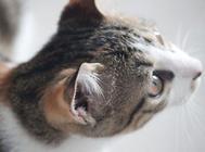 猫咪口腔溃烂是什么原因?治愈猫咪口腔溃疡的方法!