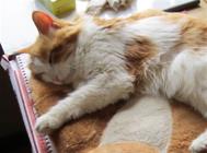 猫咪也会得糖尿病吗?猫糖尿病诊断与治疗!