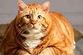 冬季来临,橘猫在冬天的时候需要穿衣服吗?