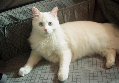 怎么训练猫不乱抓?猫咪家庭训练小知识!
