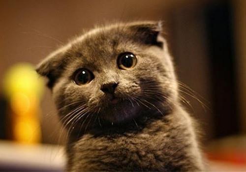 折耳猫训练之如何训练折耳猫不抓家具,猫咪训练!