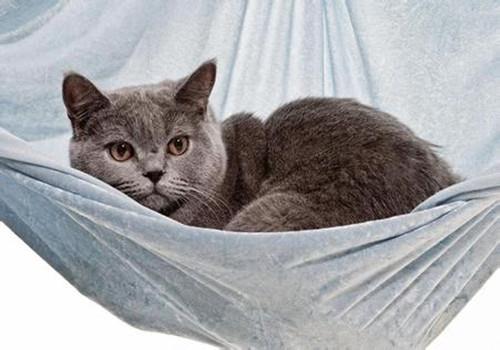 训练猫咪呼之即来妙招,猫咪训练方法!