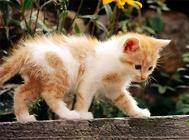 为什么一定要定期为猫咪驱虫?猫咪驱虫的重要性!