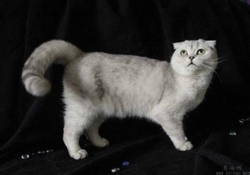 怎么纠正猫咪爱咬手指的习惯,教你几招纠正猫咪坏习惯!