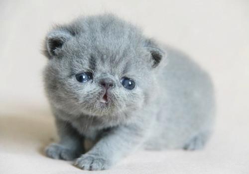 如何让猫咪乖乖配合训练?猫咪训练!