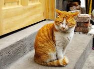 猫驱虫药种类有哪些?常见猫咪驱虫药种类!