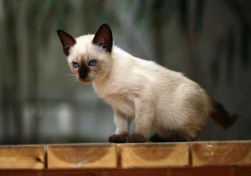 如何训练猫咪记住自己的名字?其实很简单!