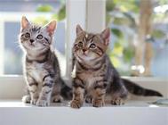 猫腹水怎么引起的?猫营养性腹水的治疗!