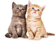 猫子宫套叠的病因及防治方法!