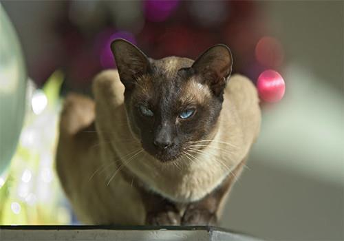 如何科学的训练猫咪坐下,拥有听话的乖乖猫!