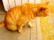 猫用驱虫药使用的时间是什么?猫咪驱虫时间!