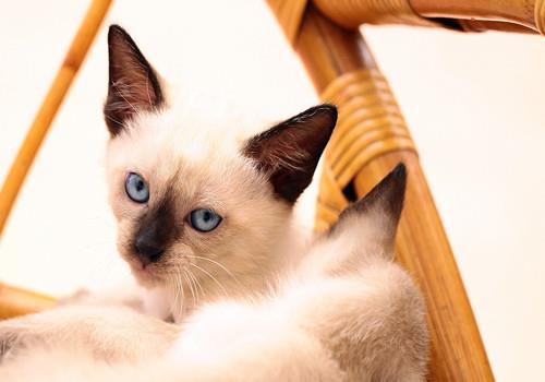 猫咪家中搞破坏如何阻止,如何训练猫咪不抓坏家具?