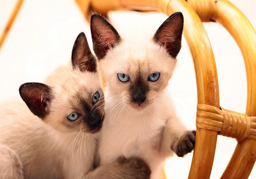 如何让猫咪和小宠和平相处?方法有哪些?
