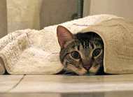 猫咪体外驱虫的方法,你了解多少?