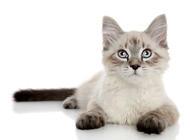 猫咪驱虫常见问题的回答,新手猫奴快看!
