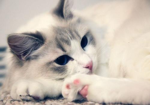 猫咪的家庭训练不可忽视,你就是合格的铲屎官!