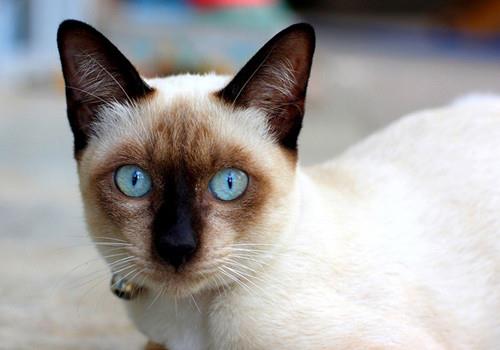 五个小妙招训练猫咪,调教猫咪不再抓人咬人!