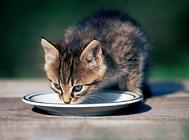 夏季给猫咪补水的重要性,你了解吗?