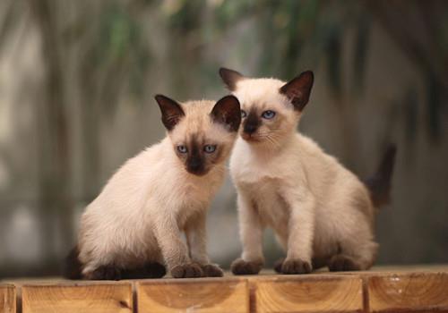 如何驯服顽皮猫咪?聪明的铲屎官会这么做!
