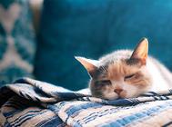 防止猫咪中暑的同时防止空调病也很重要!