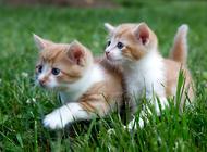 三种常见的猫咪皮肤病-猫癣