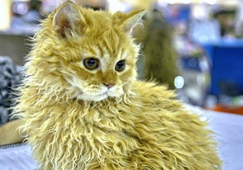 如何训练猫咪站起来接食物?猫咪技巧训练!