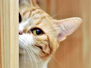 猫咪耳朵大面积掉毛怎么办?教你一招简单有用的方法!