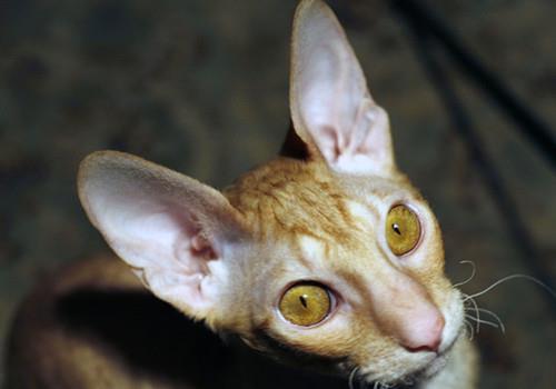 如何训练猫咪言听计从?训练猫咪先要懂猫咪!