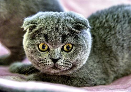 训练猫咪不咬人方法,学几招纠正它的坏习惯!