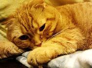 猫咪总是流眼泪怎么治疗?猫咪泪痕处理方法!