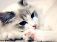 折耳猫的常患疾病有哪些?及时了解预防很重要!