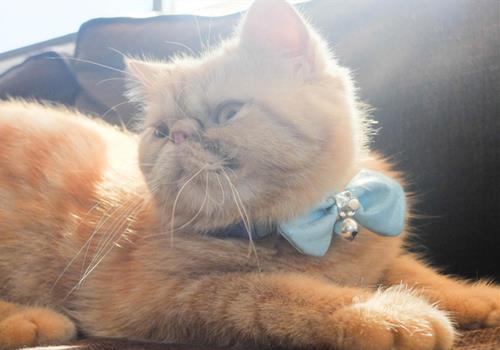 为什么猫咪不听话?训练猫咪的最佳方法!