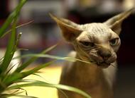 加拿大无毛猫的生活习性介绍,你了解多少?