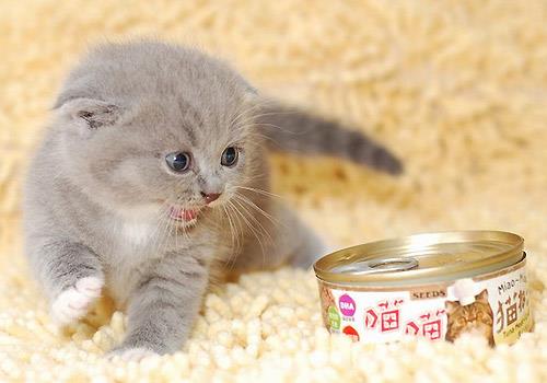 如何调教训练猫咪和幼犬相处?让猫狗和平共处!