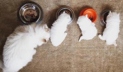 猫咪护食怎么纠正?无数铲屎官头疼的行为!