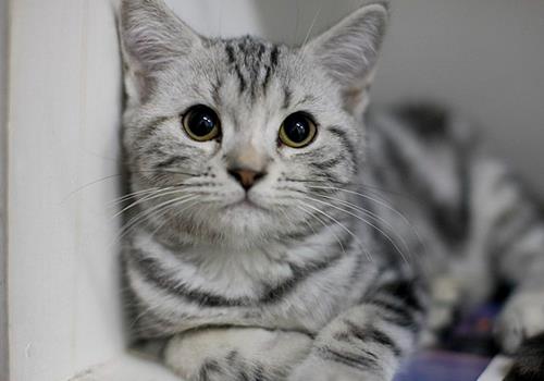 怎么样才能让猫咪不随便上床?有什么方法?