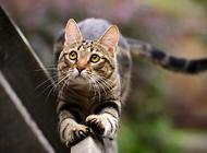 猫咪得了皮肤病怎么办?猫咪常见皮肤病!