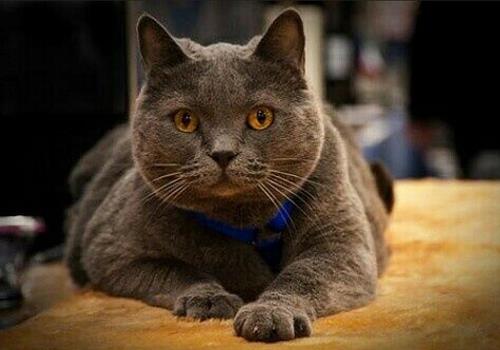如何防止猫咪乱抓家具?防止猫乱抓家具的方法介绍!