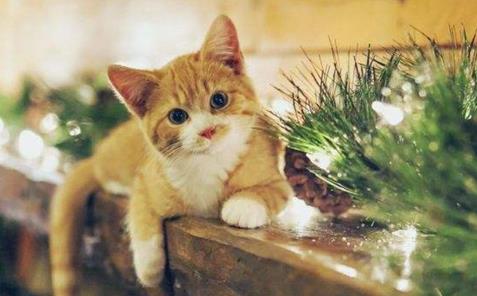 不同场合训斥锻炼猫咪的不同方法,你可以做得更好!