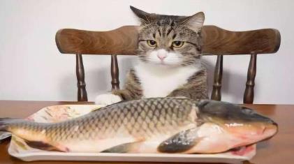 猫咪能吃海鲜吗?哪些海鲜不能喂猫咪?