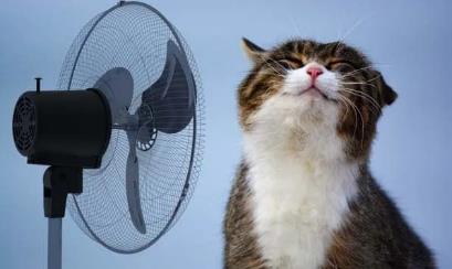 波斯猫中暑怎么办?铲屎官夏天的头等大事!